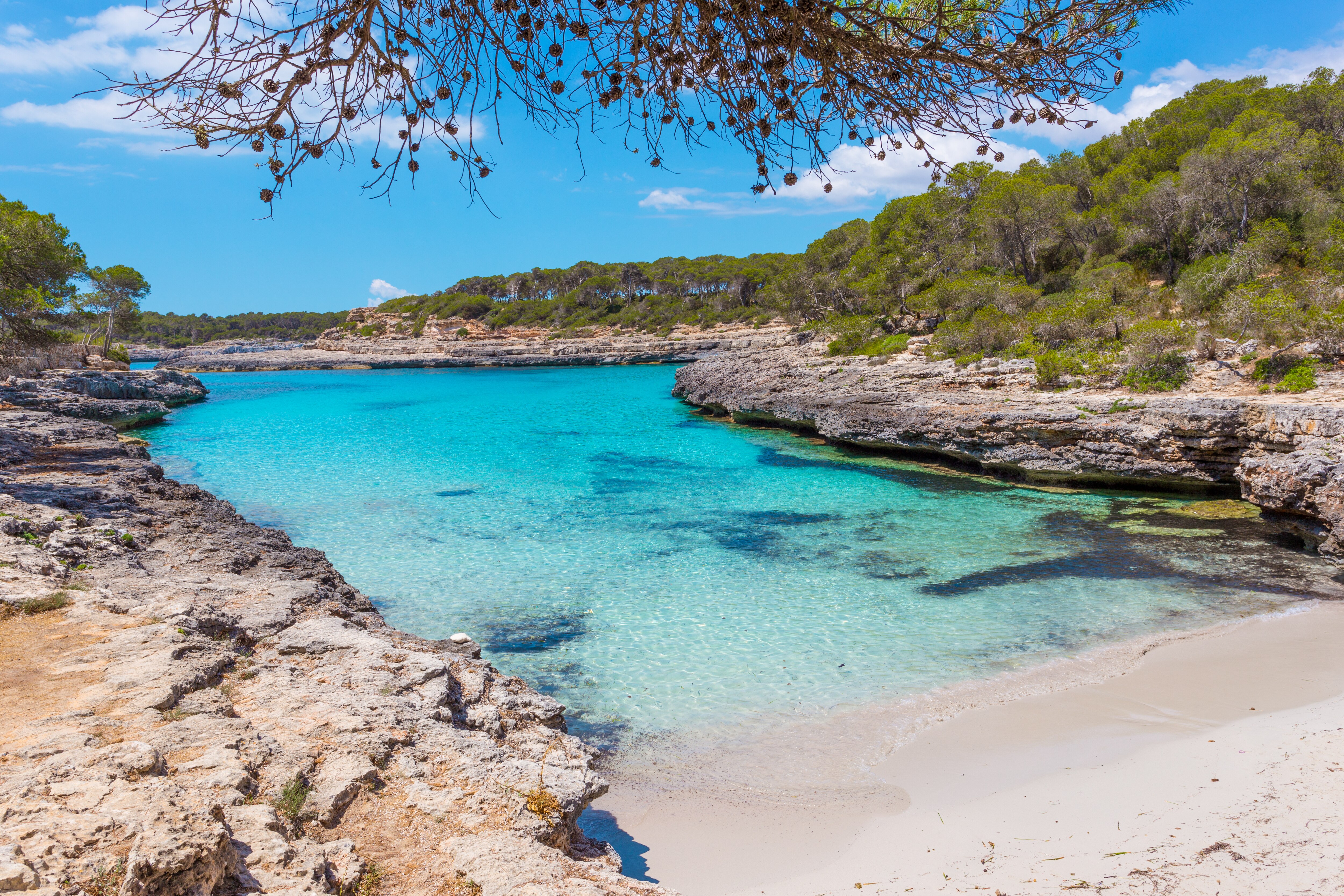 Turquoise Cove with Rocky Shoreline and Pine Trees